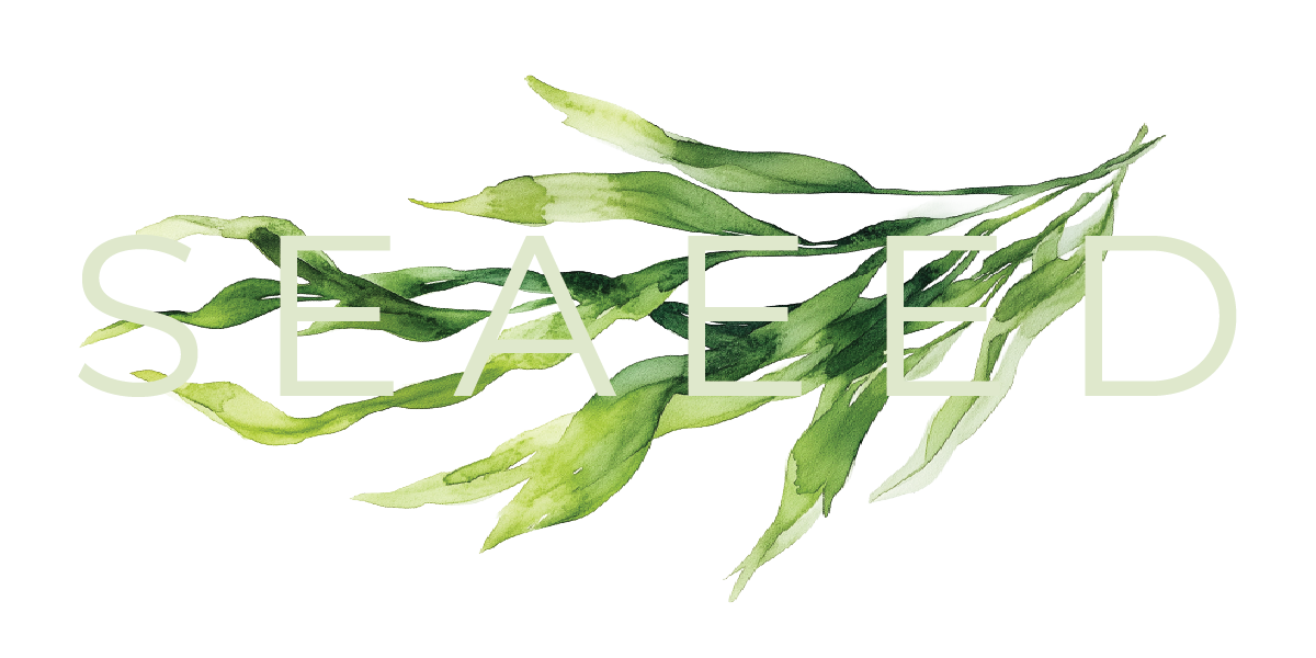 SEAEED watercolor seaweed logotype